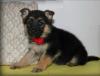 Puppies for sale Sweden, Vesteros German Shepherd Dog