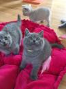 Kittens for sale Finland, Tampere British Shorthair