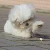 Puppies for sale United Kingdom, Blackburn Maltese