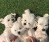 Puppies for sale Sweden, Norcheping Maltese