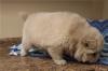 Puppies for sale Greece, Piraeus Chow Chow