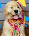 Puppies for sale United Kingdom, Plymouth Golden Retriever