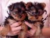 Puppies for sale USA,  Yorkshire Terrier