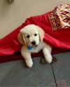 Puppies for sale United Kingdom, Portsmouth Golden Retriever