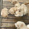 Puppies for sale Sweden, Lidkoping Golden Retriever