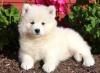 Puppies for sale Cyprus, Ayia Napa Samoyed dog (Samoyed)