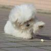 Puppies for sale Sweden, Malmo Maltese