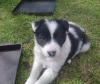 Puppies for sale Latvia, Balvi Border Collie