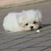 Puppies for sale Sweden, Vesteros Maltese