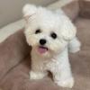 Puppies for sale United Kingdom, Dundee Maltese