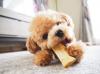 Puppies for sale Cyprus, Limassol Toy-poodle