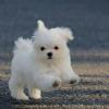 Puppies for sale United Kingdom, Bradford Maltese