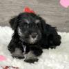 Puppies for sale Cyprus, Limassol Miniature Poodle