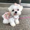 Puppies for sale United Kingdom, Blackpool Maltese