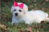 Puppies for sale Cyprus, Nicosia Bichon