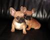 Puppies for sale Slovenia, Kralevitse French Bulldog