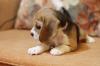 Puppies for sale Lithuania, Druskininkai Beagle