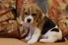 Puppies for sale Hungary, Budapest Beagle