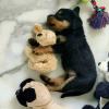 Puppies for sale United Kingdom, Middlesbrough Rottweiler