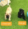 Puppies for sale France, Montpellier , Cane corso