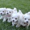 Puppies for sale Canada, Ontario Maltese