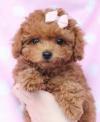 Puppies for sale Germany, Cottbus Poodle