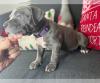 Puppies for sale Germany, Cologne American Pit-Bull Terrier