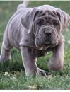 Puppies for sale Belgium, Charleroi , mastino