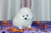 Puppies for sale Poland, Shetsin Pomeranian Spitz