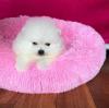 Puppies for sale Sweden, Helsingborg Pomeranian Spitz