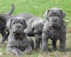 Puppies for sale Slovakia, Bridge , mastino