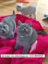 Kittens for sale Sweden, Leksand British Shorthair