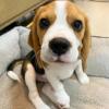 Puppies for sale United Kingdom, Cambridge Beagle