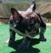 Puppies for sale Sweden, Leksand French Bulldog