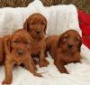 Puppies for sale Germany, Munich Irish Setter