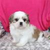 Puppies for sale Sweden, Malmo Shih Tzu