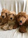 Puppies for sale Sweden, Helsingborg Other breed, Cockapoo 