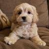 Puppies for sale Netherlands, Amsterdam , Cockapoo Puppies