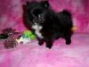 Puppies for sale Poland,  Pomeranian Spitz