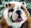 Puppies for sale Greece, Athens English Bulldog