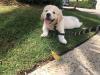 Puppies for sale Ireland, Dublin Golden Retriever