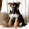 Puppies for sale United Kingdom, Lancashire German Shepherd Dog