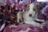 Puppies for sale Poland, Chorzow Australian Shepherd