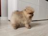Puppies for sale Germany, Dortmund Pomeranian Spitz