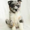 Puppies for sale United Kingdom, Birmingham Mixed breed