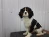 Puppies for sale Ireland, Dublin King Charles Spaniel