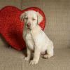Puppies for sale United Kingdom, Kent Labrador