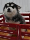 Puppies for sale Greece, Heraklion Mixed breed