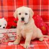 Puppies for sale United Kingdom, New York Golden Retriever