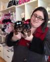 Buy a dog Germany, Dortmund Yorkshire Terrier